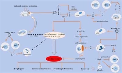 Cellular immune states in SARS-CoV-2-induced disease